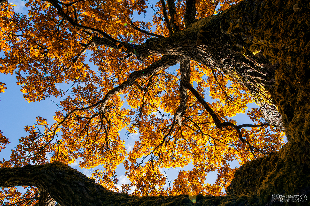 Adobe Portfolio malmin hautausmaa malmi visithelsinki suomi100 Ruska fall colours syksyn värit syksyinen puisto puukuja kauniit puut