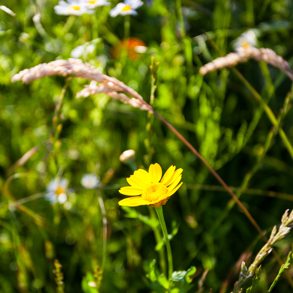 flower Flowers meadow Meadows summer england field smell grass herbs floral countryside daisy