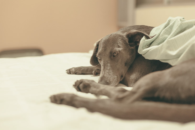 Adobe Portfolio amora dog cachorro yellow Love pet photography