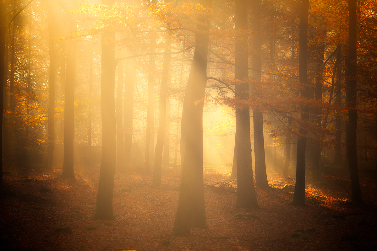 autumn Fall seasonal Holland Netherlands forest trees fog light sunlight calm tranquil mood scenic woods
