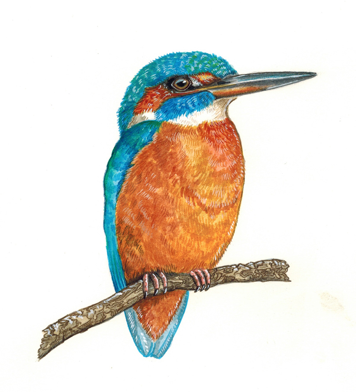 birds watercolour pens kingfisher Bee eater woodpecker swallow