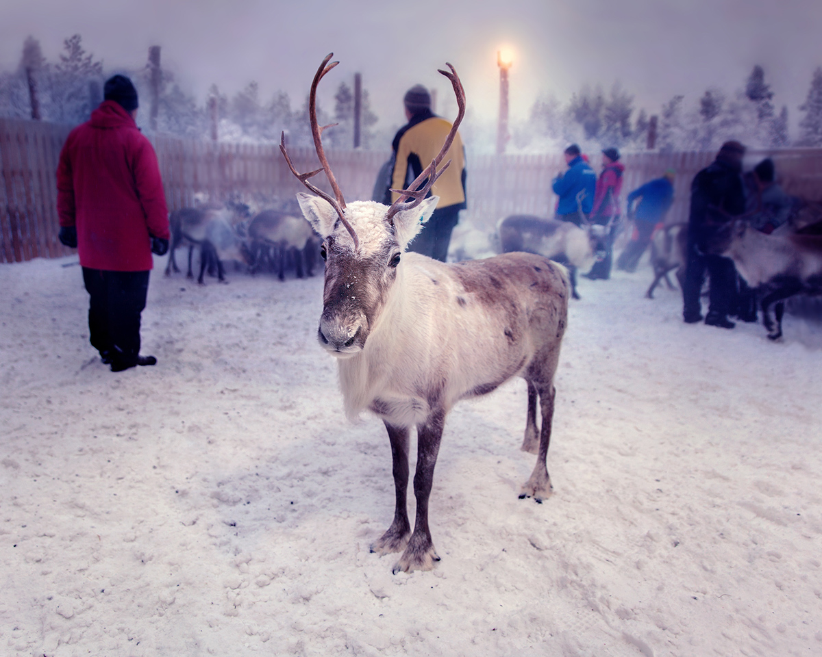 reindeer herding vågåmo norway portrait
