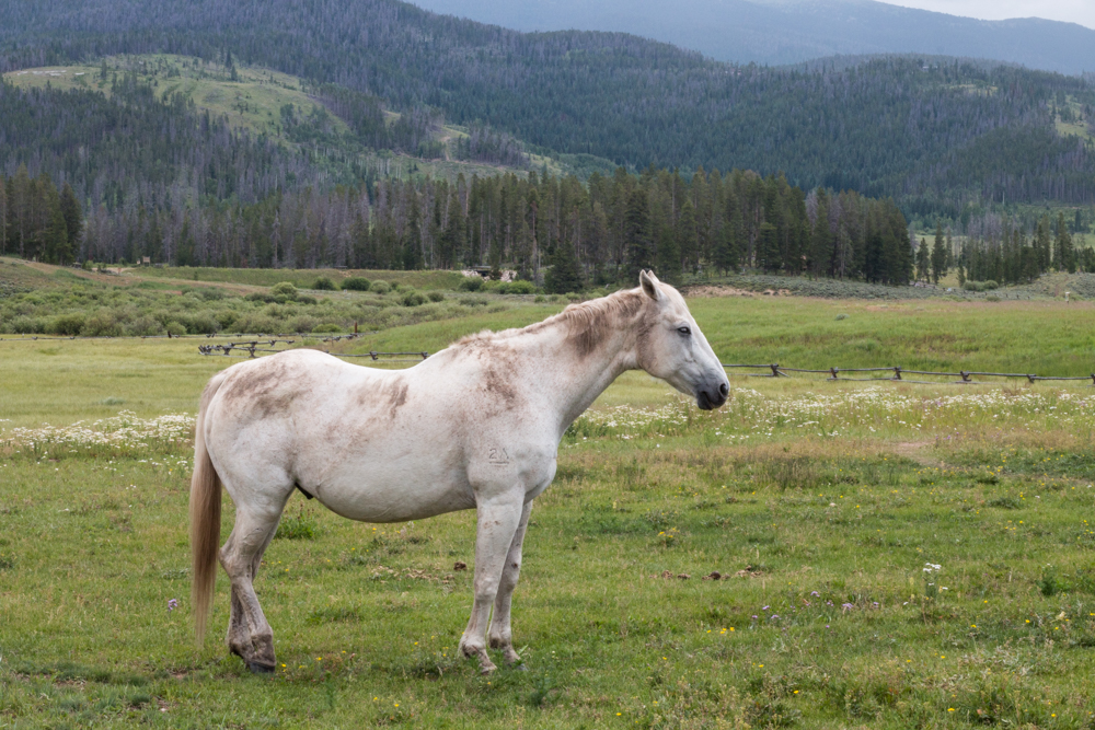 tabernash Colorado ranch horses Nature Landscape