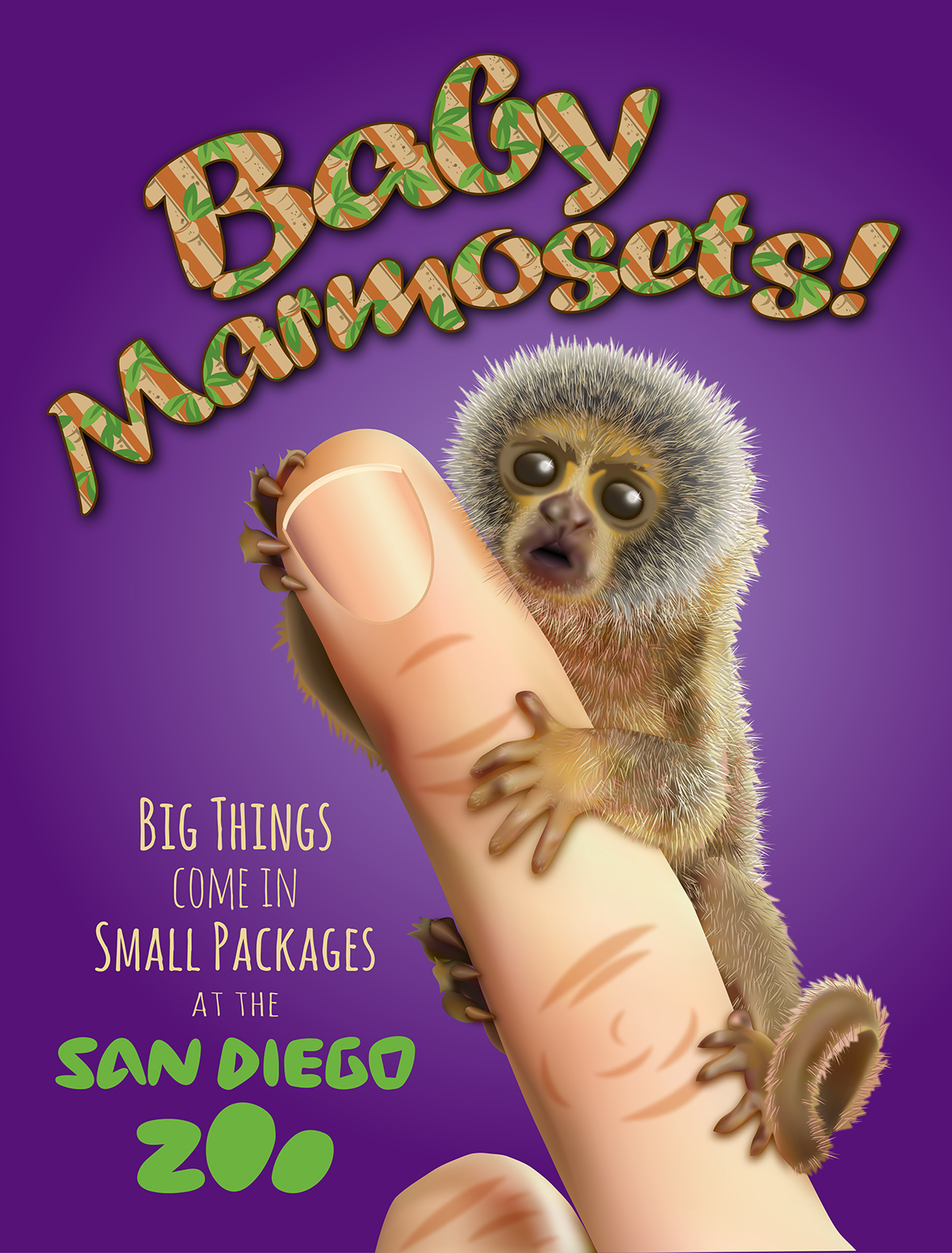 San Diego zoo Marmoset baby Illustrator Fur vector