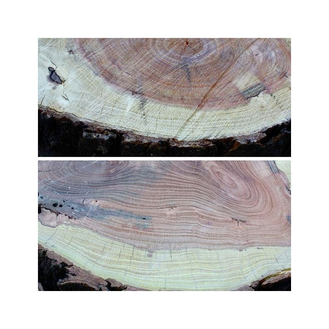 wood Tree  heart wooden heart stain texture