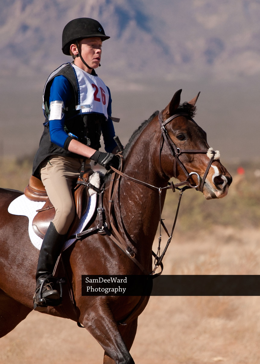 equine equestrian horse hunter jumper colorado horse park