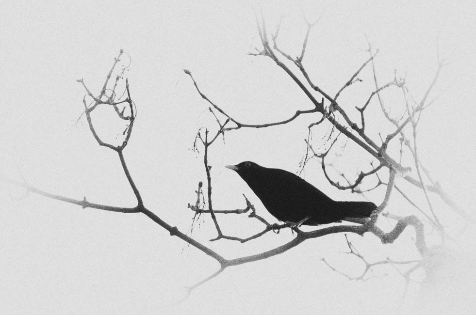 Photographie bird noiretblanc  Japonisme estampe art