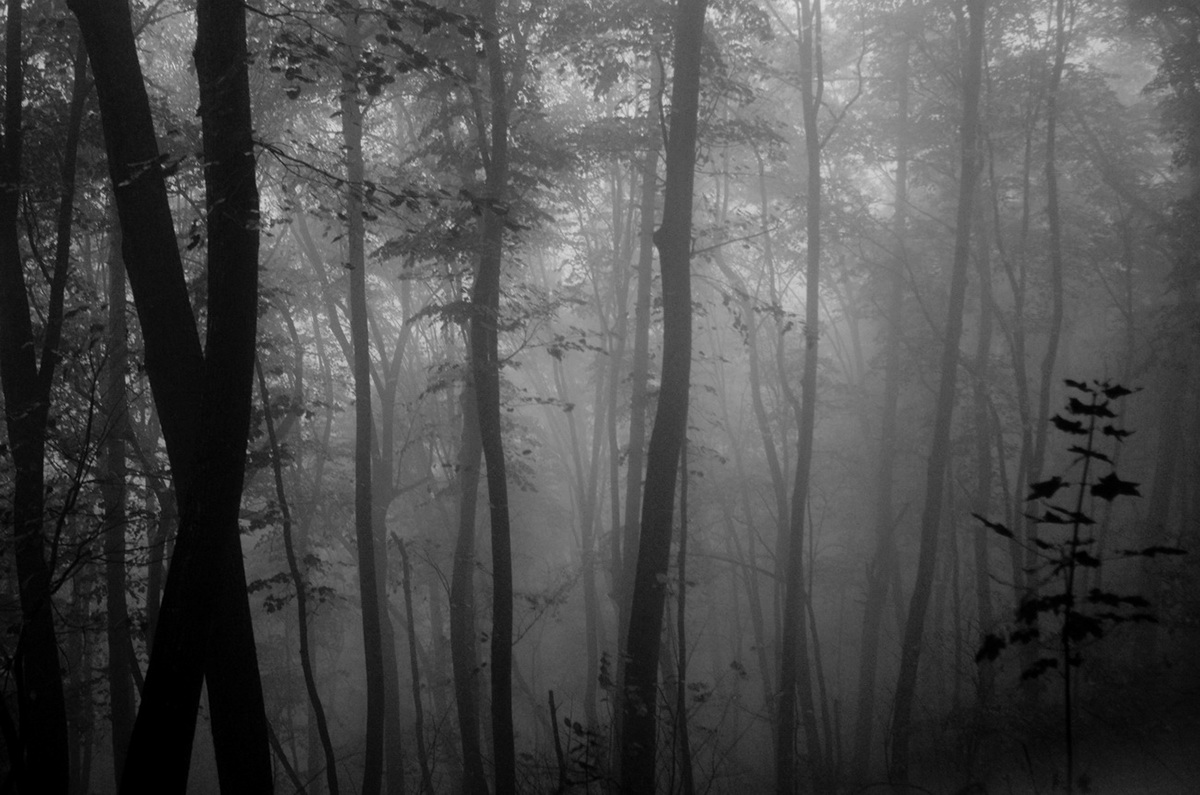 fog autumn woods forest mist mistery Landscape mountain
