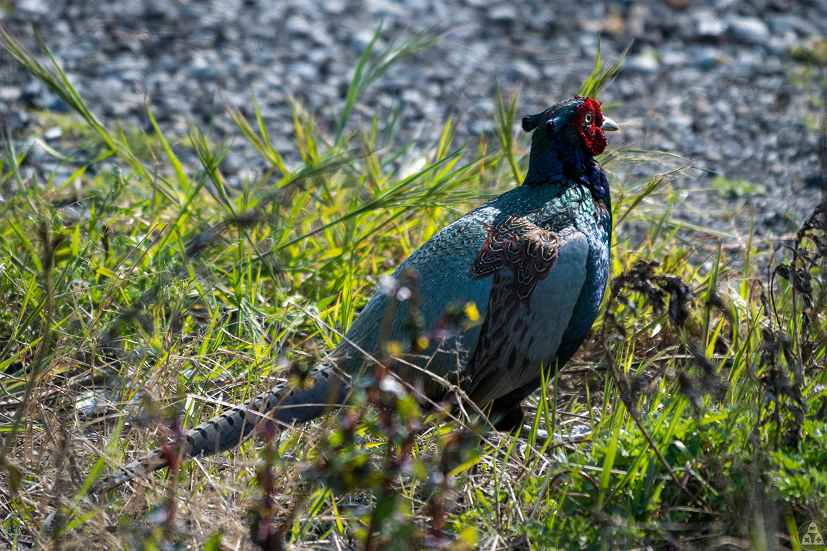 Beautiful bird d850 japan Nikon pheasant
