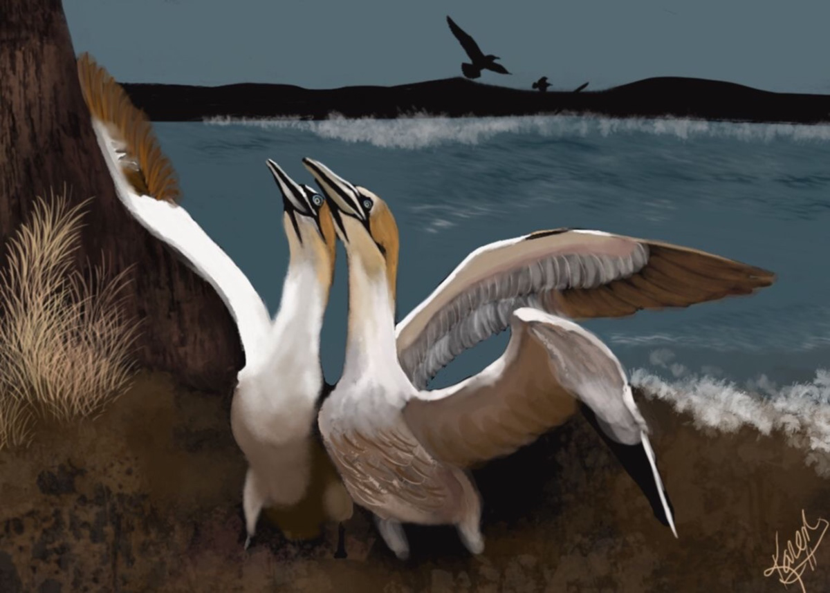 Digital Art  digital painting Drawing  illustrations animals birds