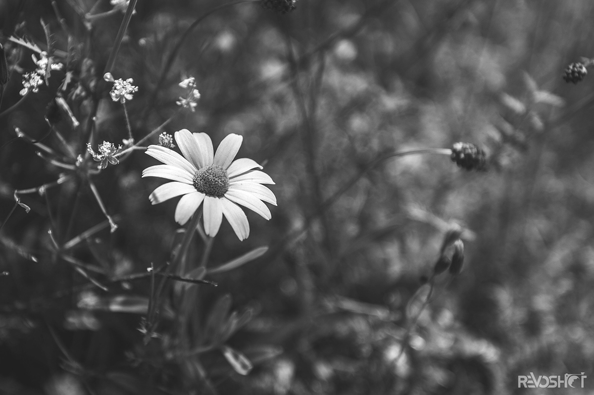 monochrome black and white photo photograph flower Nature