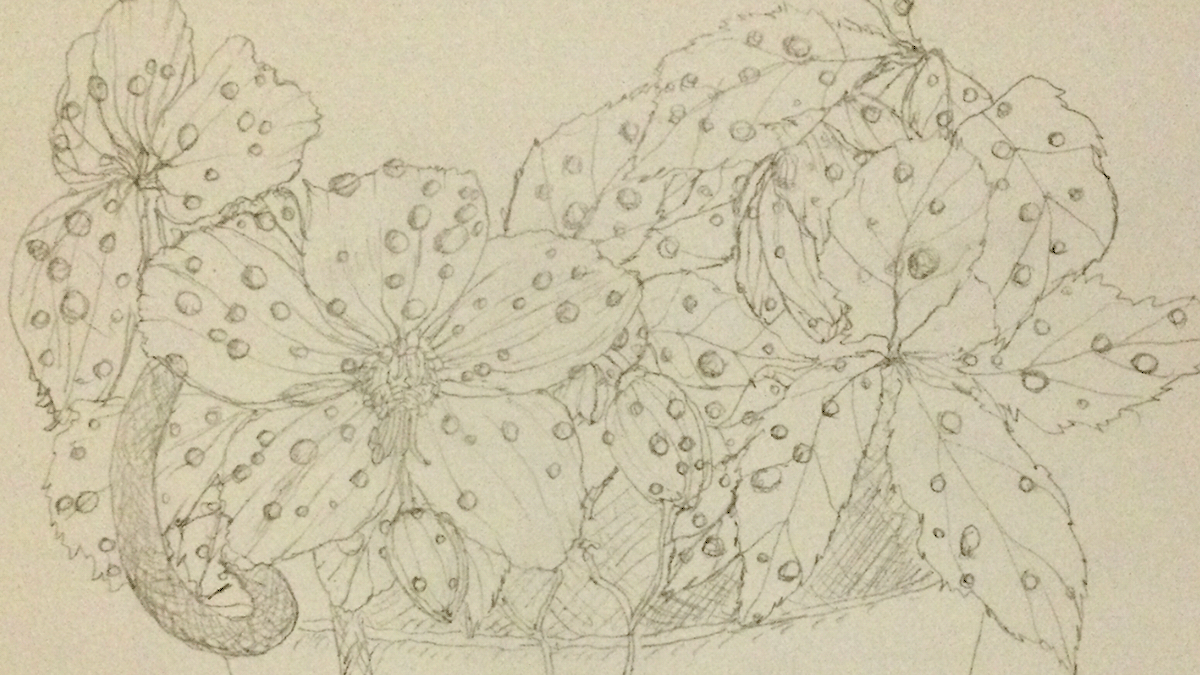 flower sketch ILLUSTRATION  pencil painting   helleborus