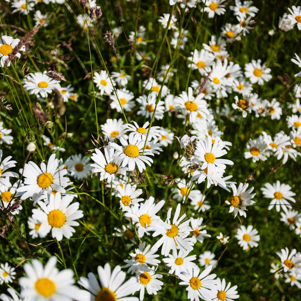 flower Flowers meadow Meadows summer england field smell grass herbs floral countryside daisy