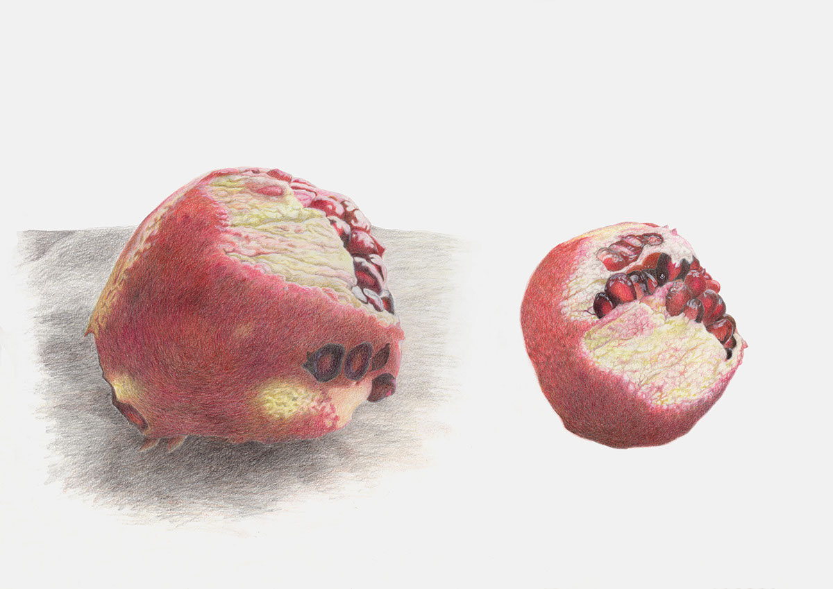 Adobe Portfolio studies scientific illustration naturalistic colored pencil object drawings botanical illustration fruits art
