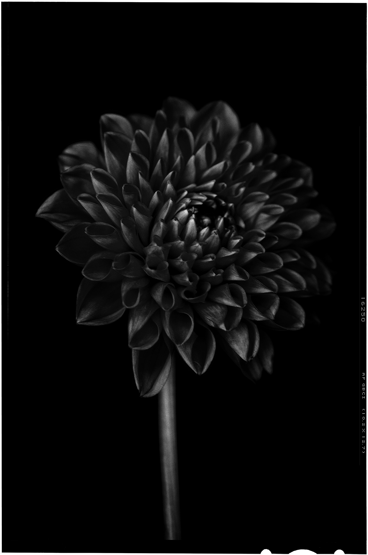 Flowers black dark