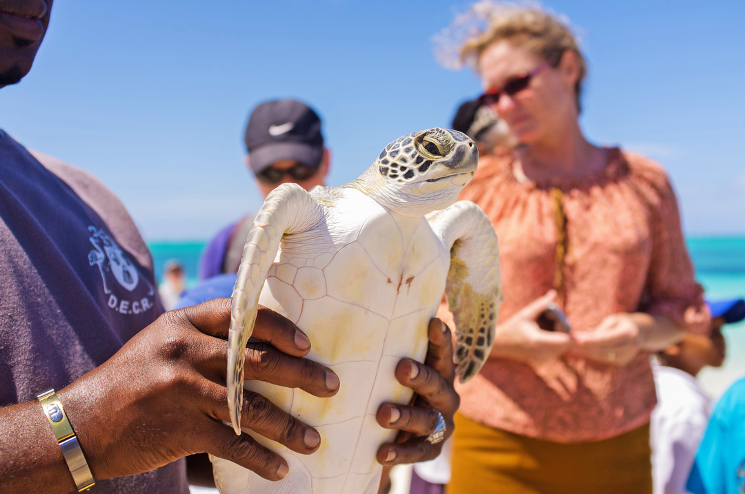 Ecology Nature conservation turks and caicos