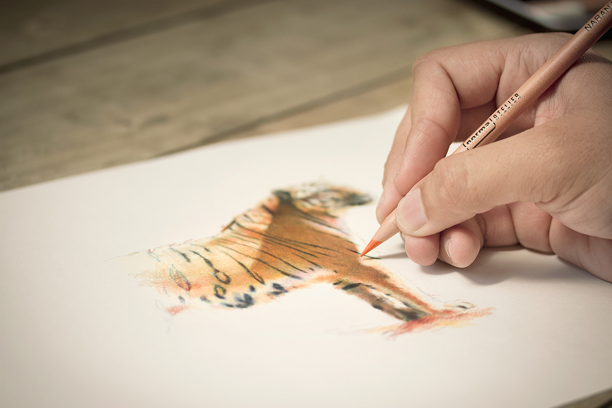 Norma Atelier draw tiger colors pencil train heroe art ddb colombia medellin craft