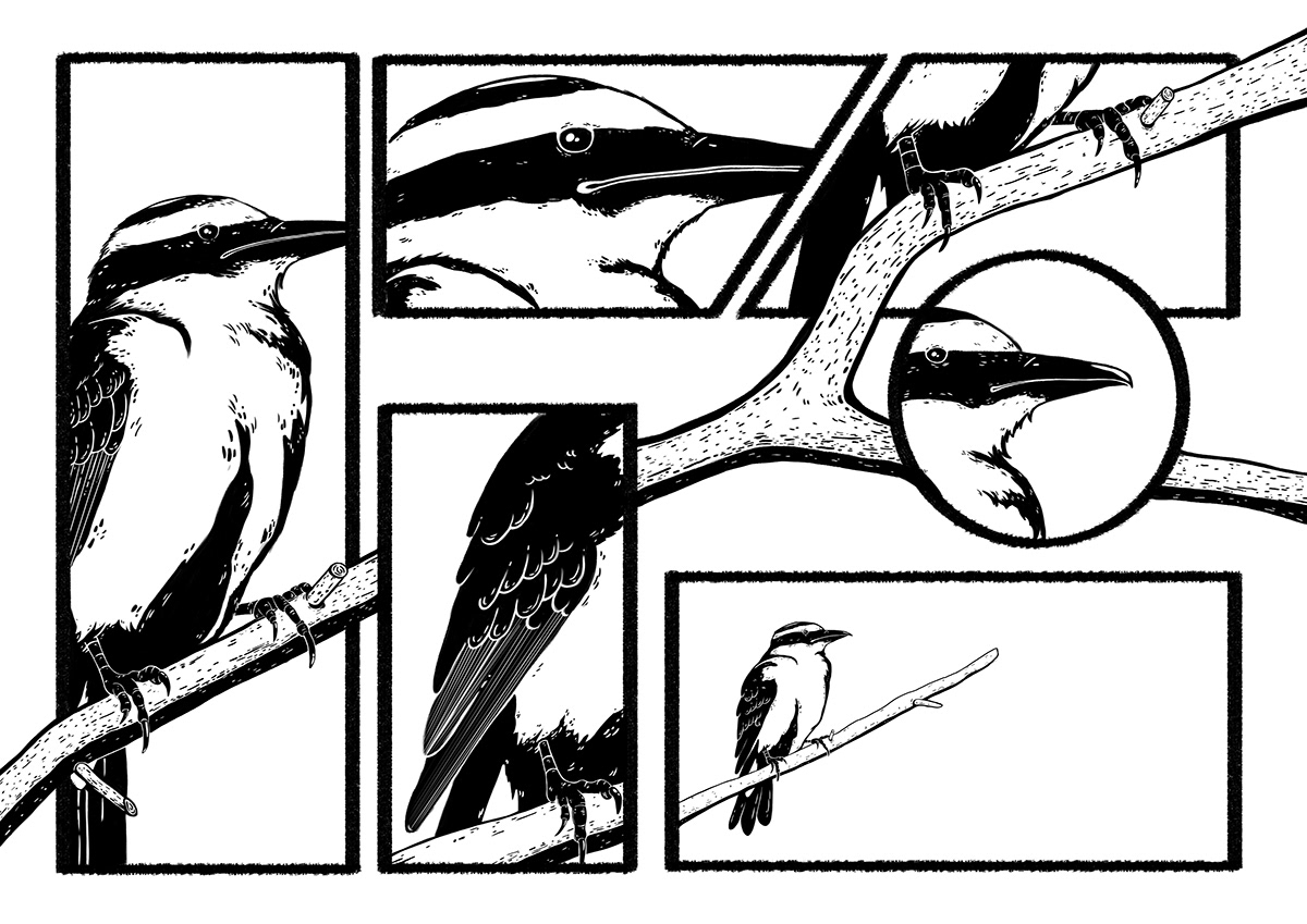 Drawing  Digital Art  encuadres composition birds aves ilustracion blanco y negro framing black and white