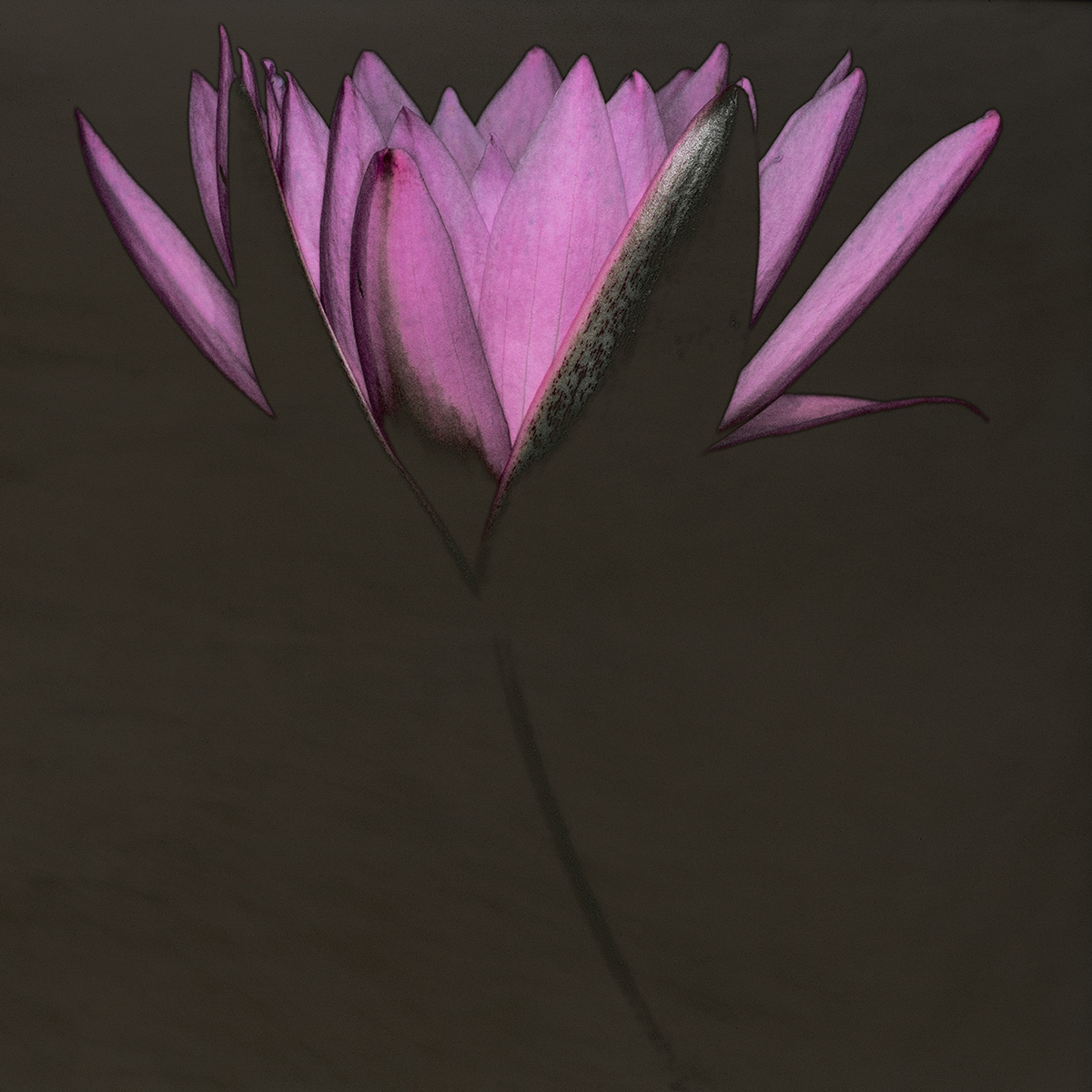 lily waterlily studio flower bloom macro carstenwitte gold
