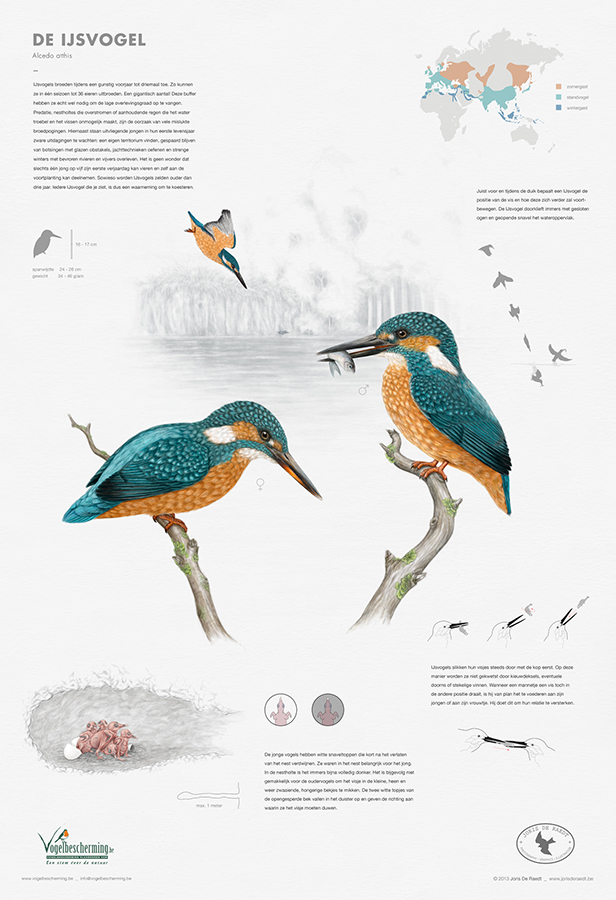 scientific illustration birds aves ornithology wildlife kingfisher identification infographics