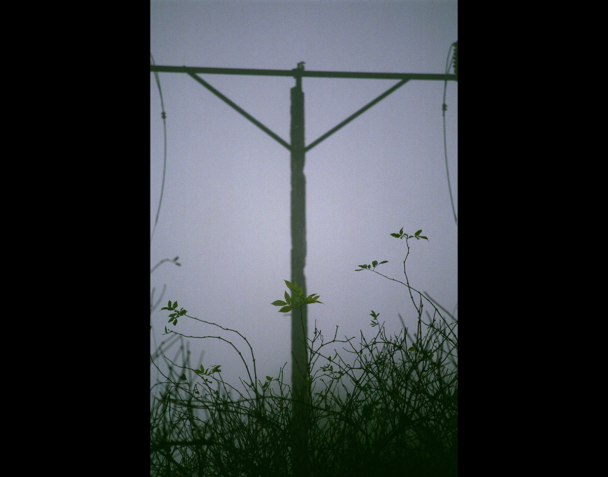 plants mist object pylon