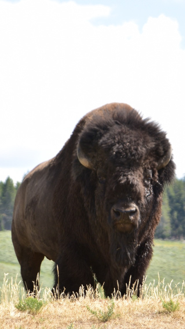 bison Buffalo Yellowstone Wyoming wildlife wild west