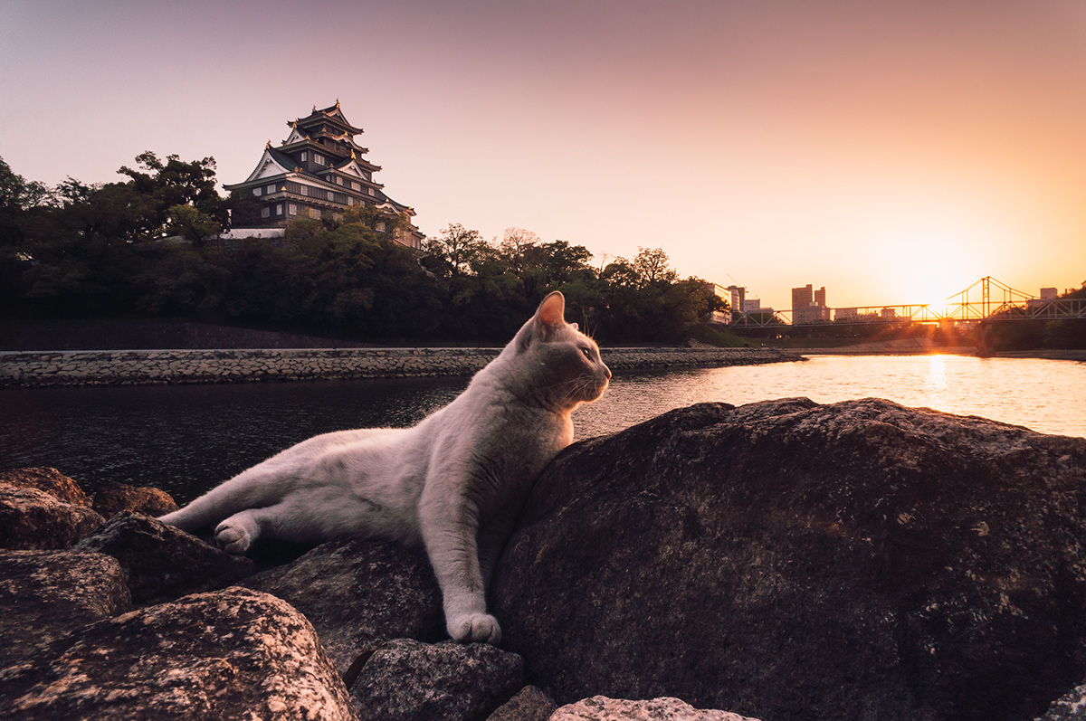 A stray cat lies on rocks at sunset near a river in Okayama, with a castle in the background.