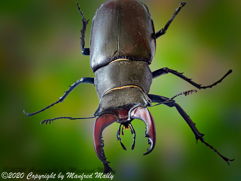 beetle eiche forest hirschkäfer kafer male männlich oak stag beetle wald