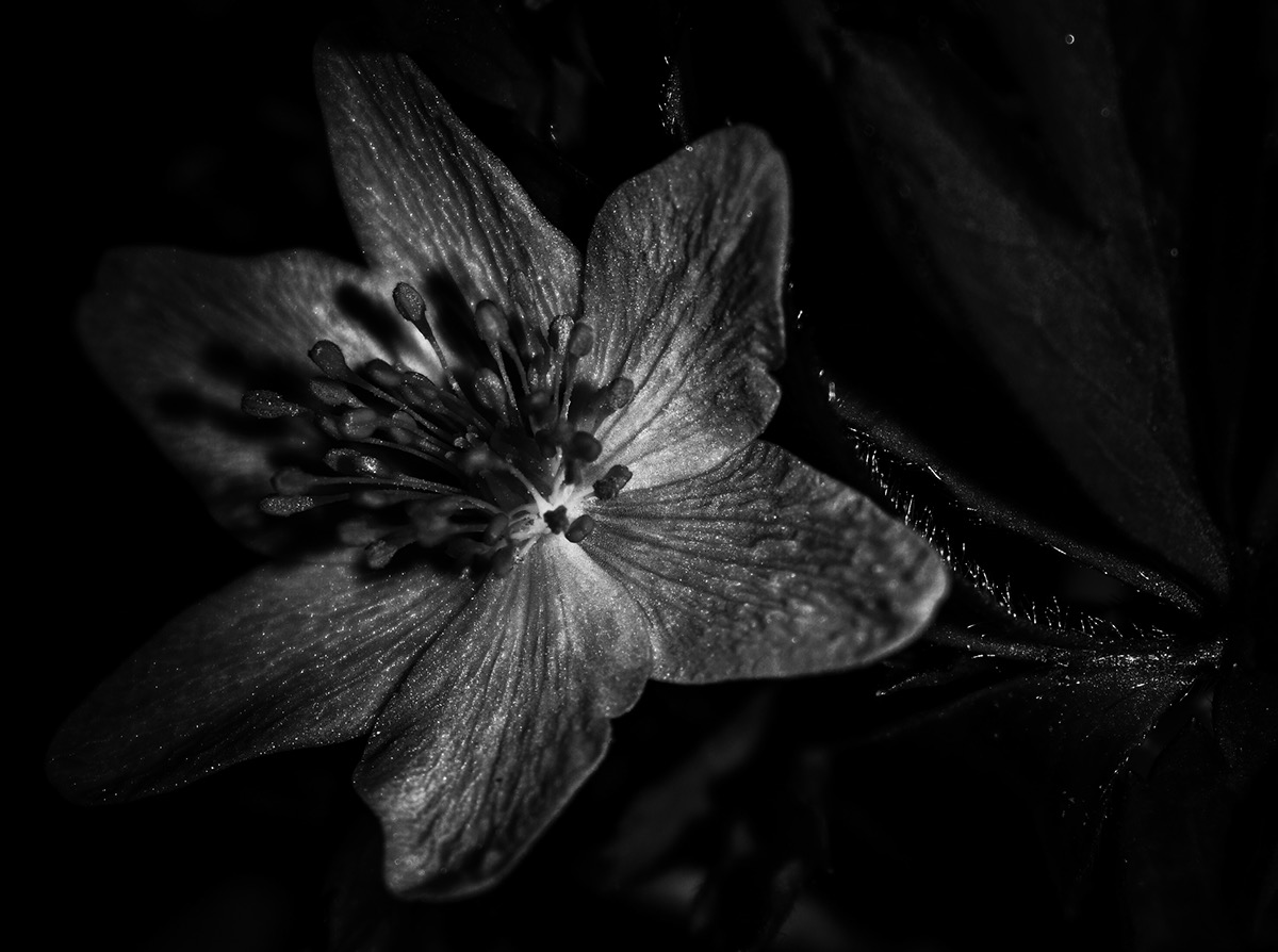 spring photo Flowers photoshop lightroom Nature Digital Art  springflower