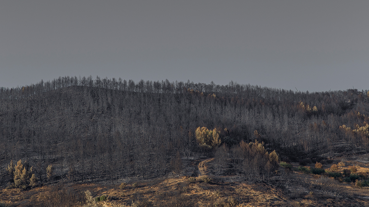 black forest Landscape Photography  burn fire