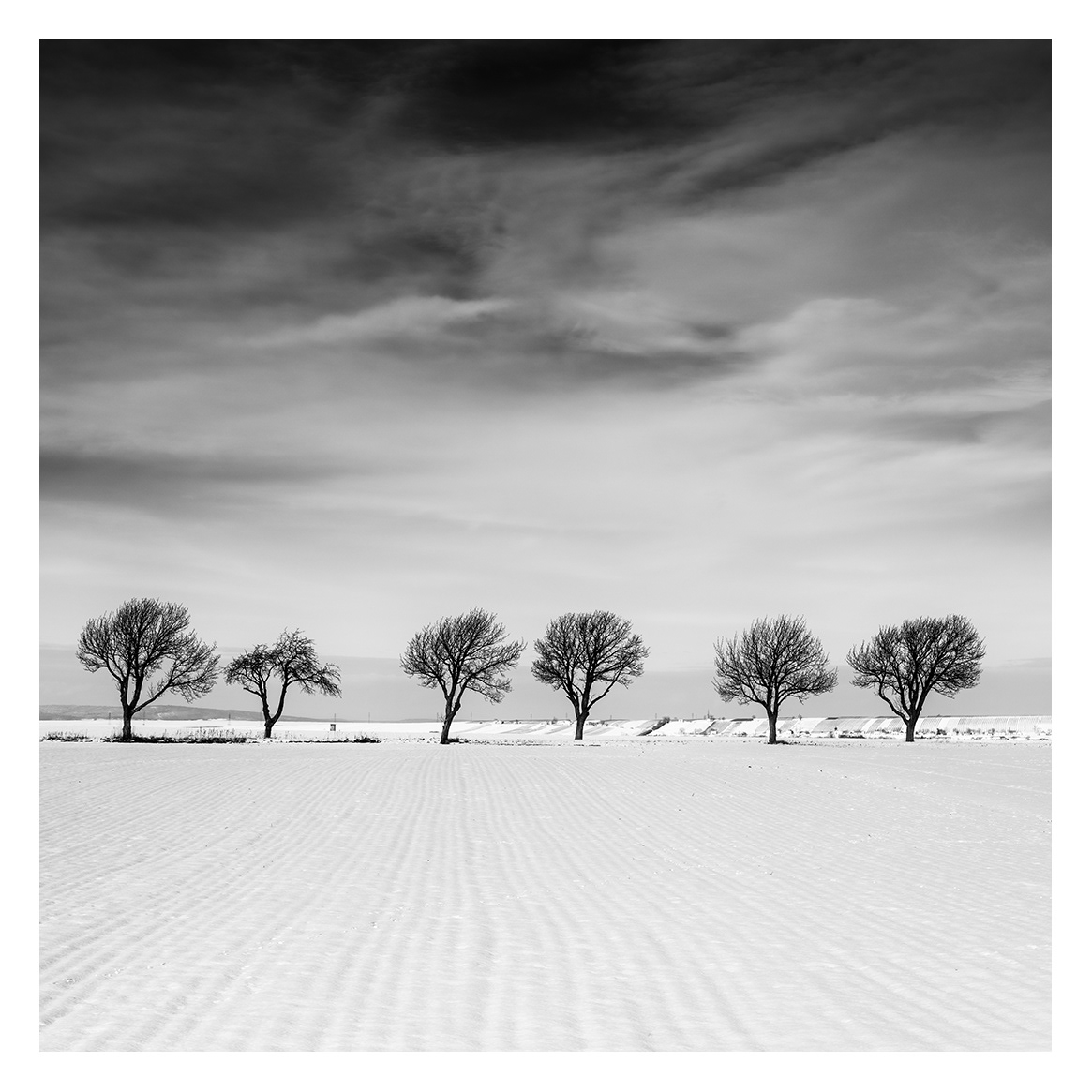 Gerald Berghammer | Six Trees in snowy Field, Winter, Weinviertel, Austria | Available for Sale
