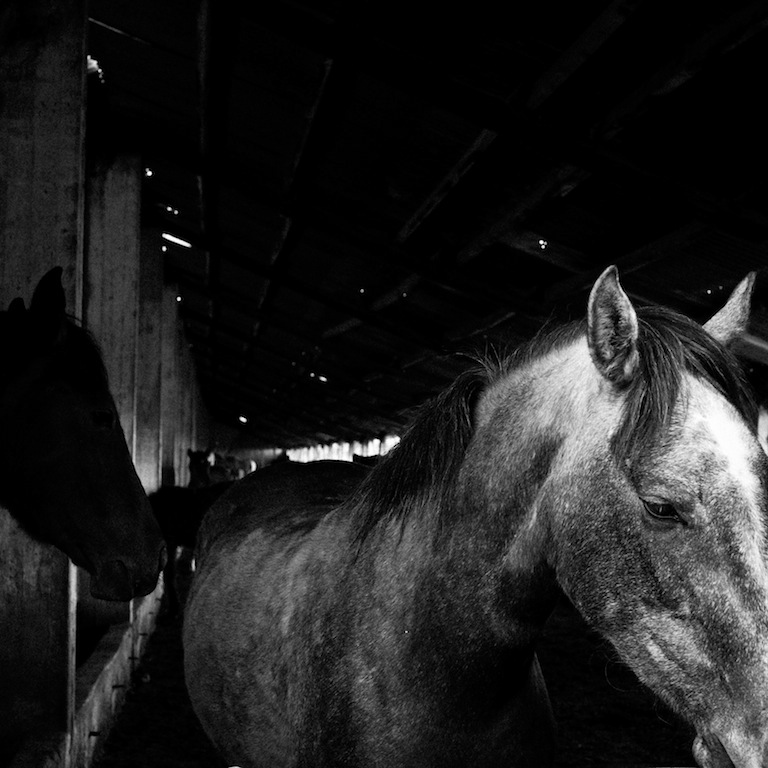 horse animals black and white angelobeaini