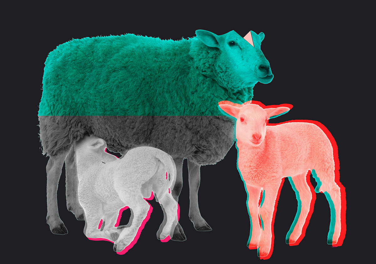 sheep red green lamb animal still life 3D virtual White Black Sheep