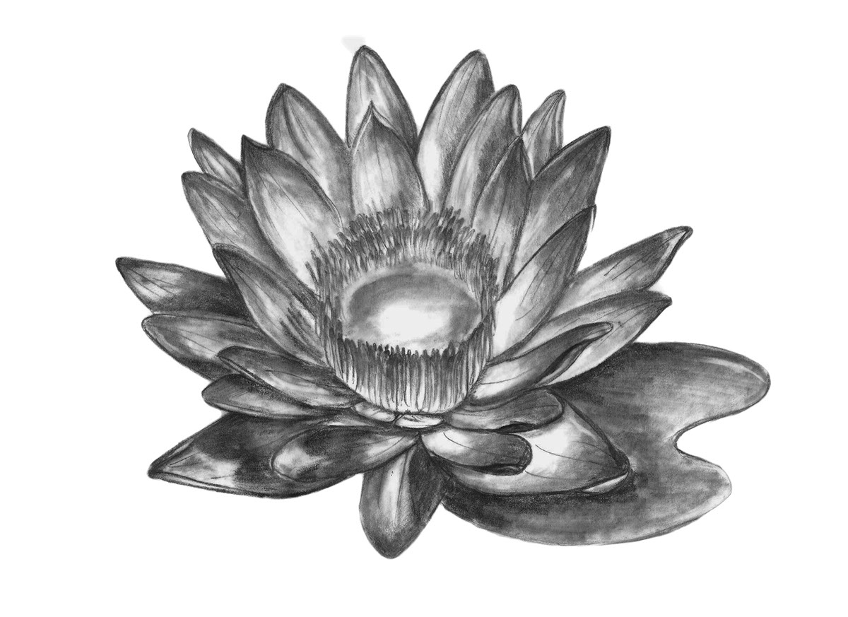 draw vector flower