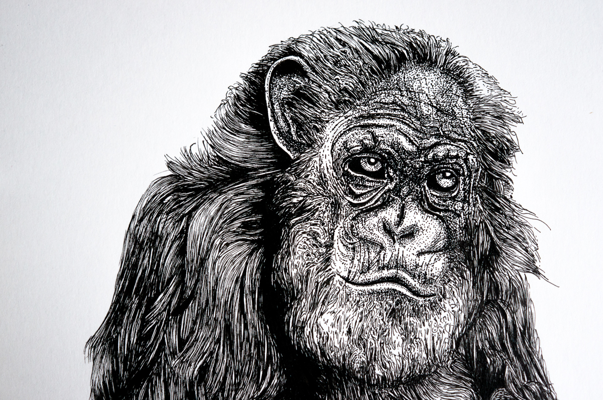 chimp Zeichnung blackandwhite penandink ink