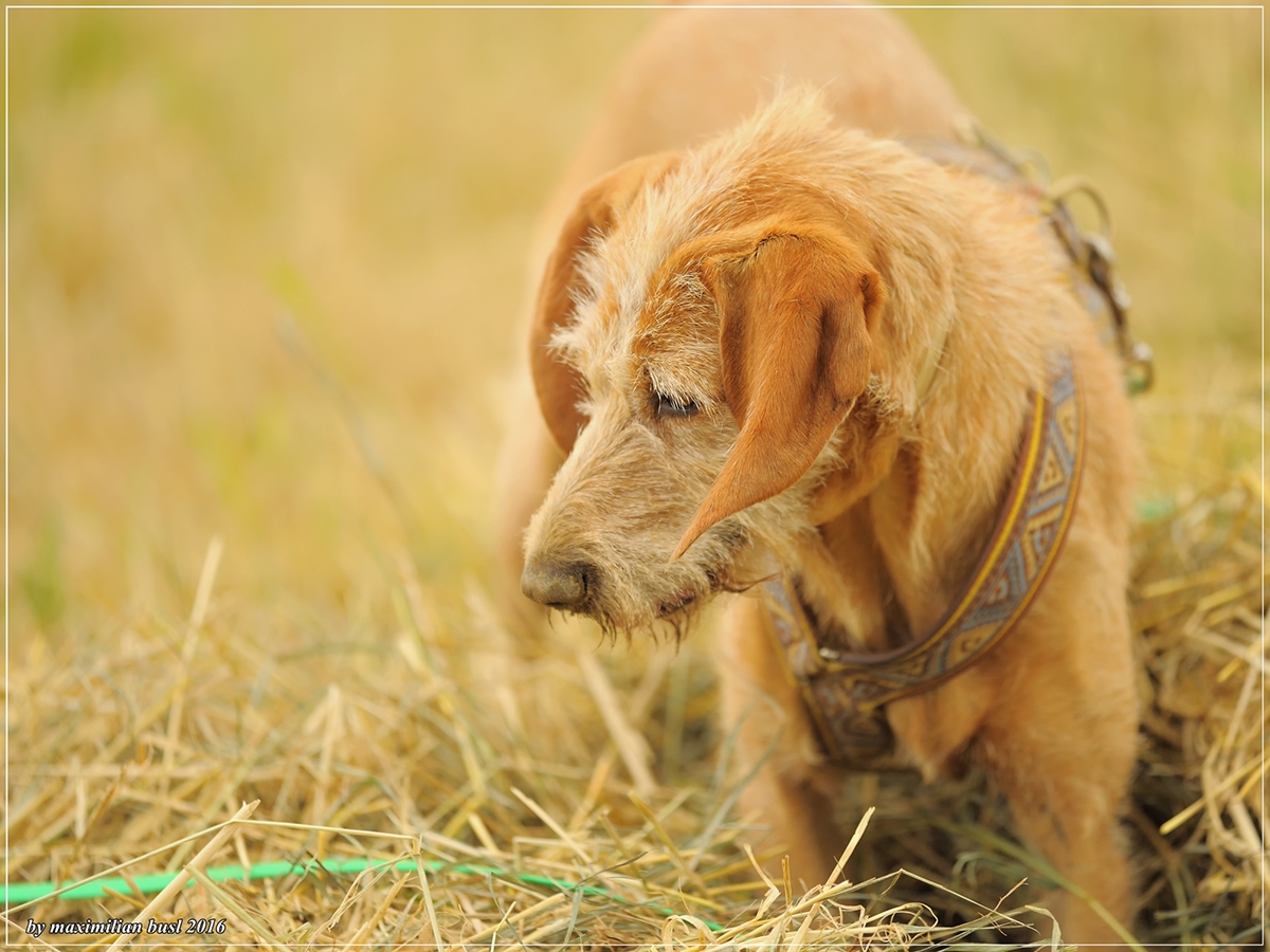 Adobe Portfolio dog portrait animals Hasselblad