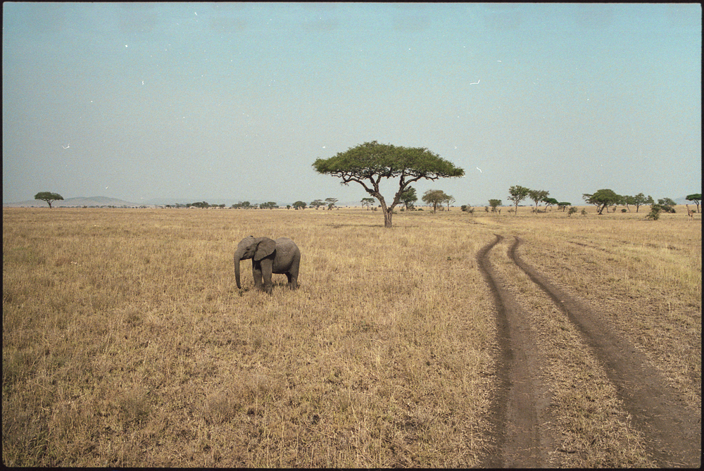 zanzibar Sansibar serengeti National Park africa trip south Tanzania Dar es Salaam family personal reportage