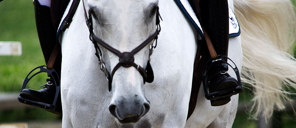 graphic design  horseback riding equestrian branding 