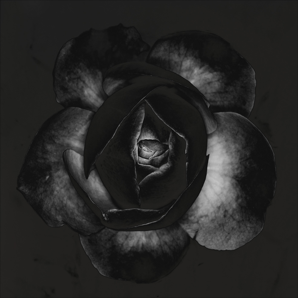 rose perfume Fragrance folds flower bloom Black&white square