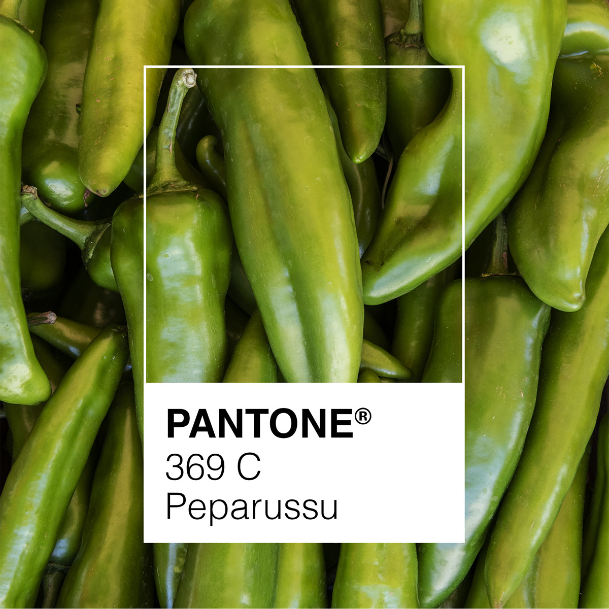 Photography  photo pantone color Food  puglia salento Italy design