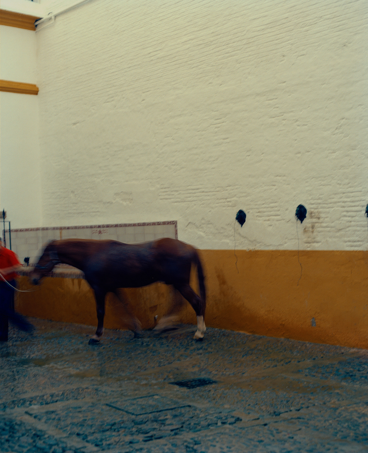 real maestranza  sevilla toros bullfighting toro bravo el jule  El Cid Manzanares aficionado matador plaza de toros