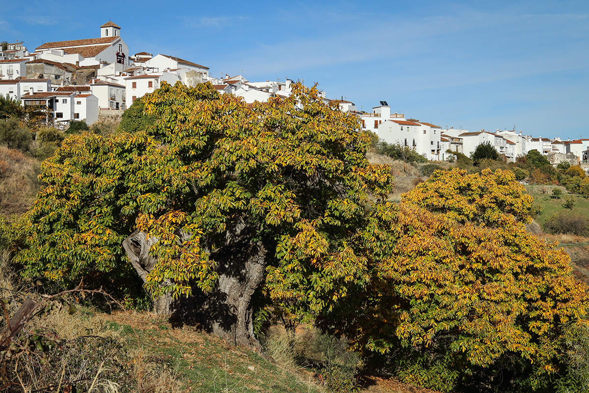autumn colours trees leaves chestnuts Genal Valley andalucia spain
