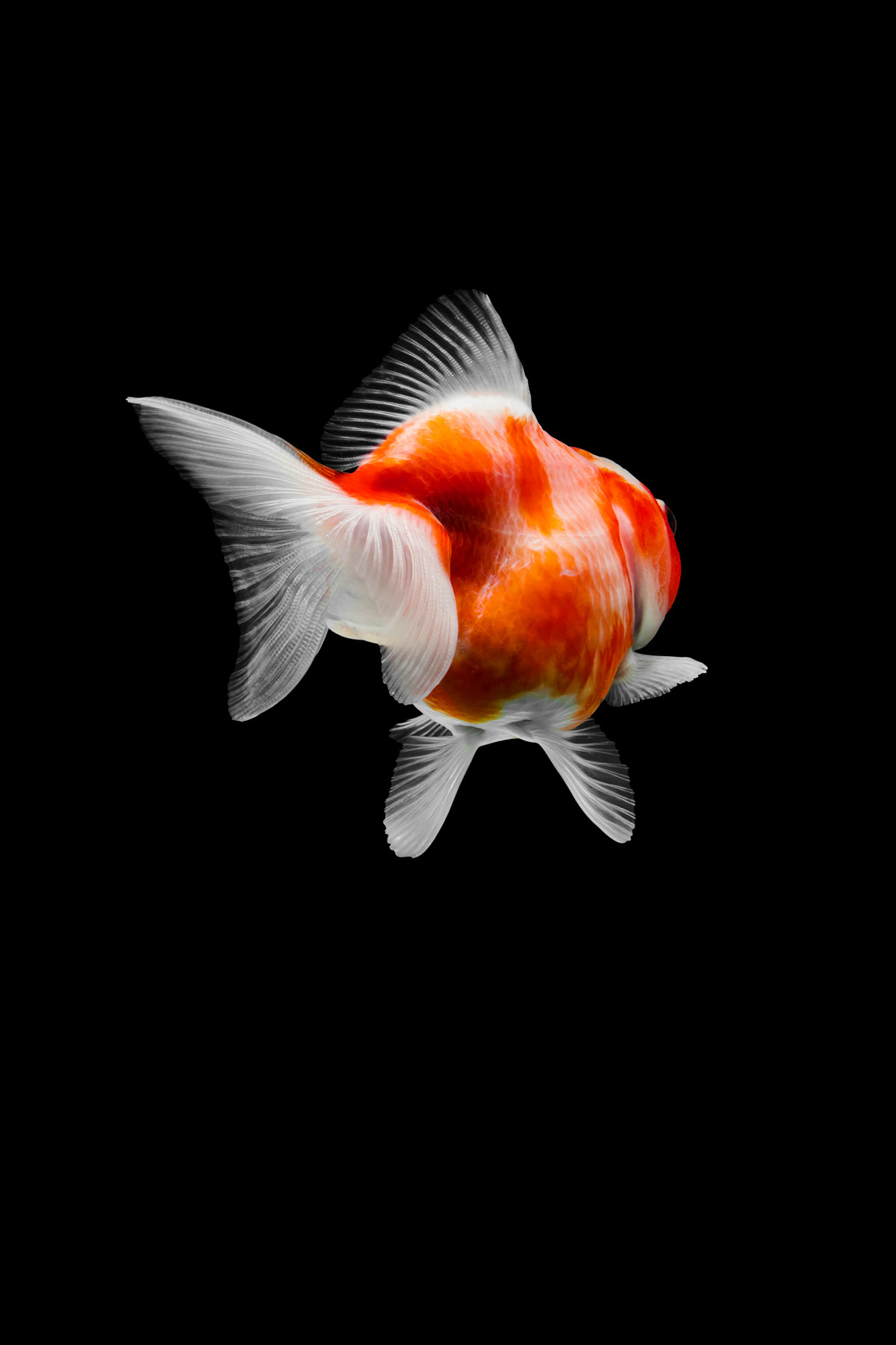goldfish Photography  lion head rad fish macro Canon color taiwan 金魚