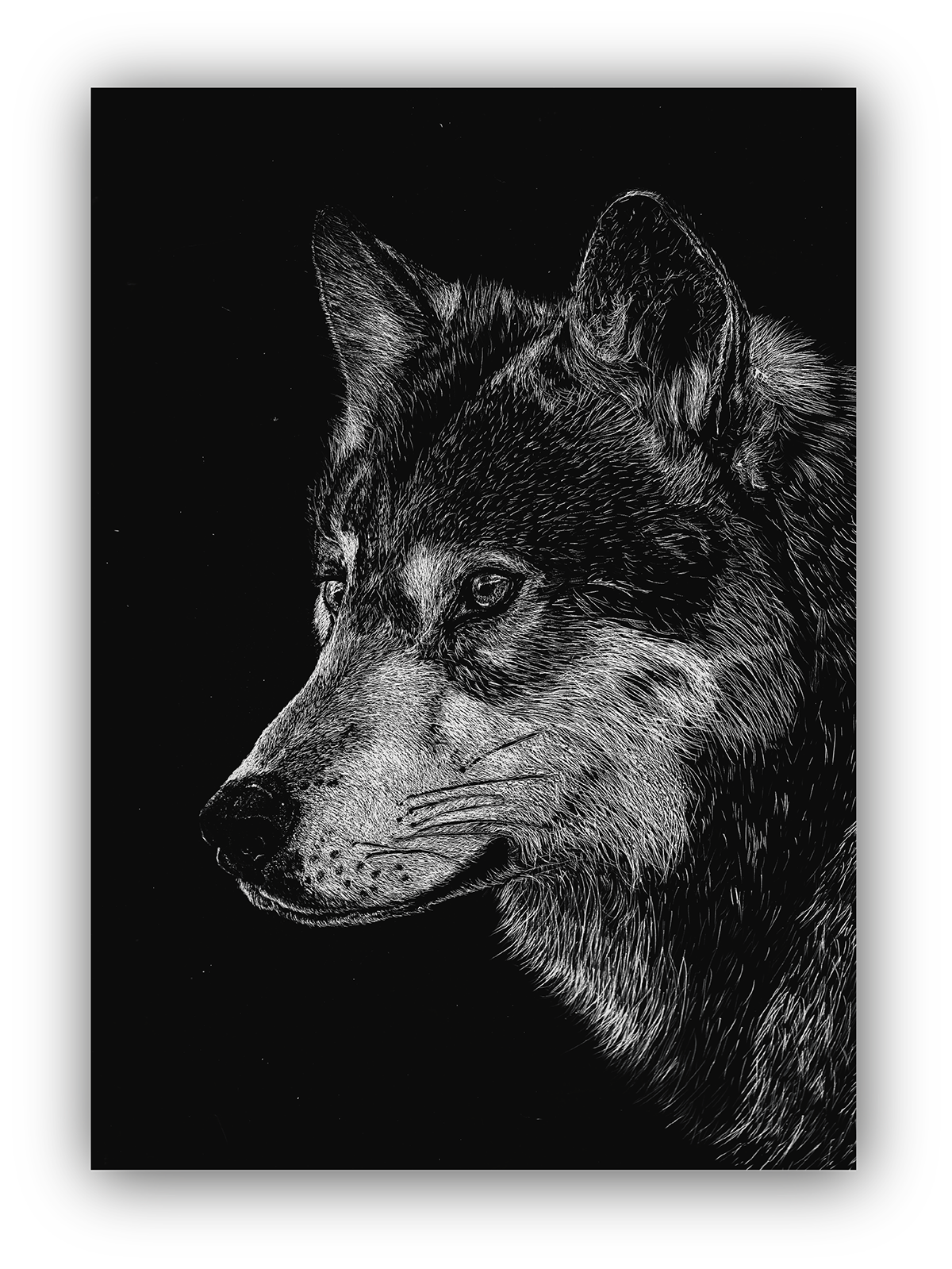 scratchboard wolf ILLUSTRATION  Sculpt skill blackwhite scientific illustration