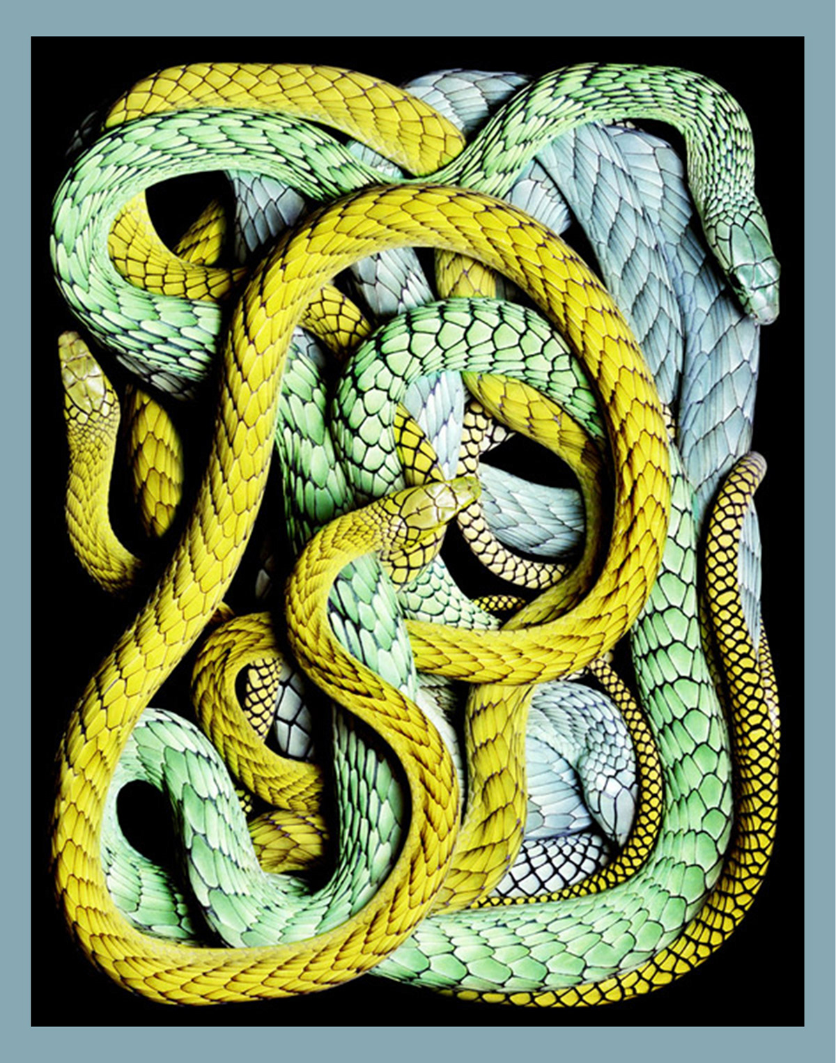 #fashion #fashiondesign #fashionillustration #illustration #marker #snake