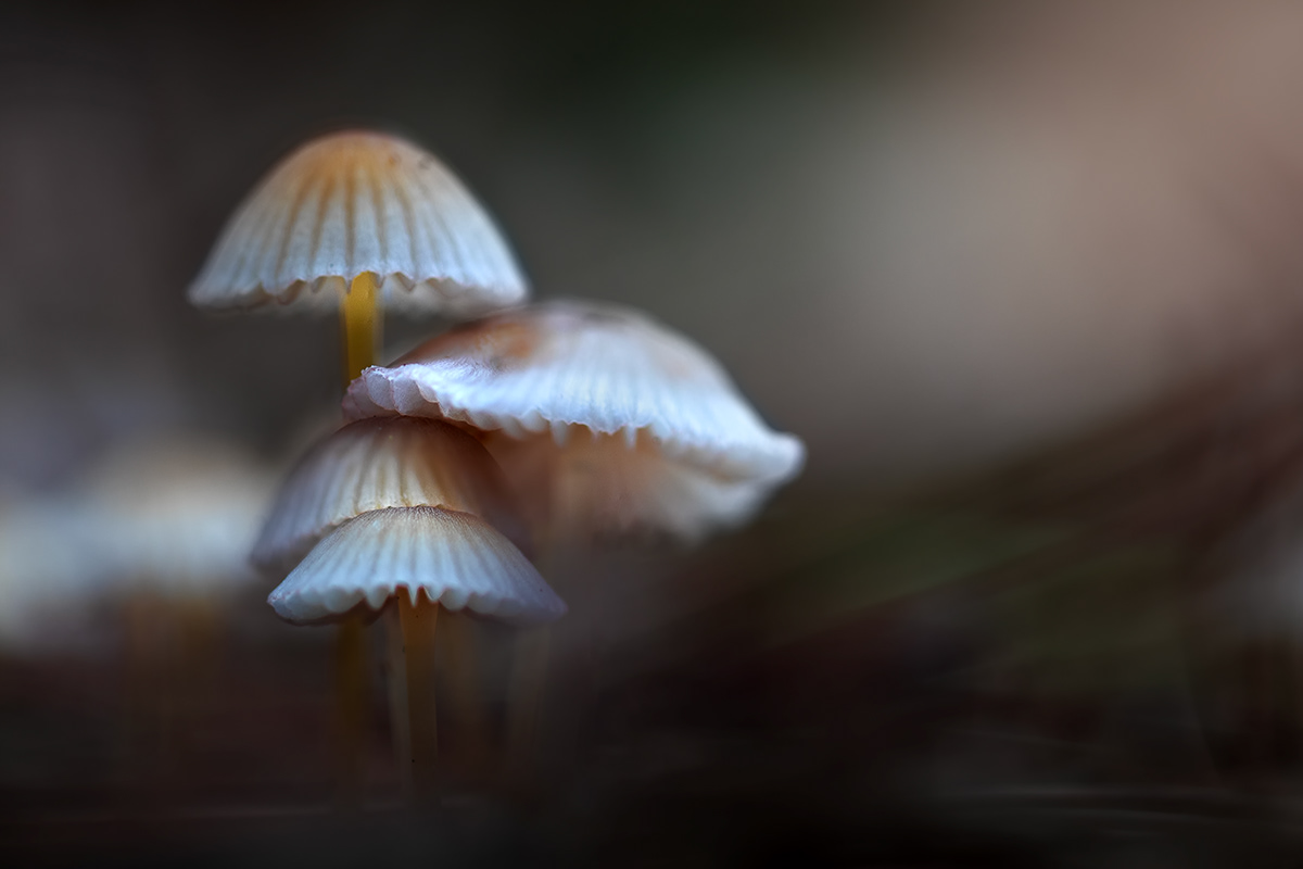 fungus Nature photographer Canon macrophotography autumn