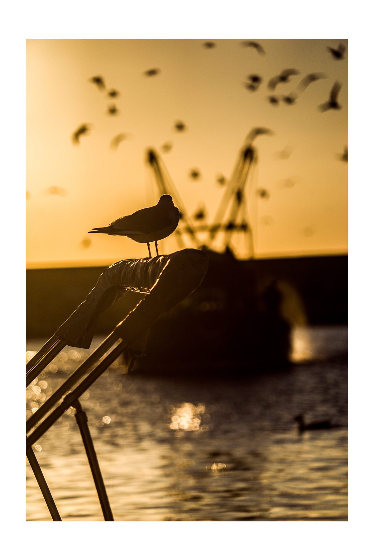 seagull sea Seaside seaport boat sunset seagulls One alone