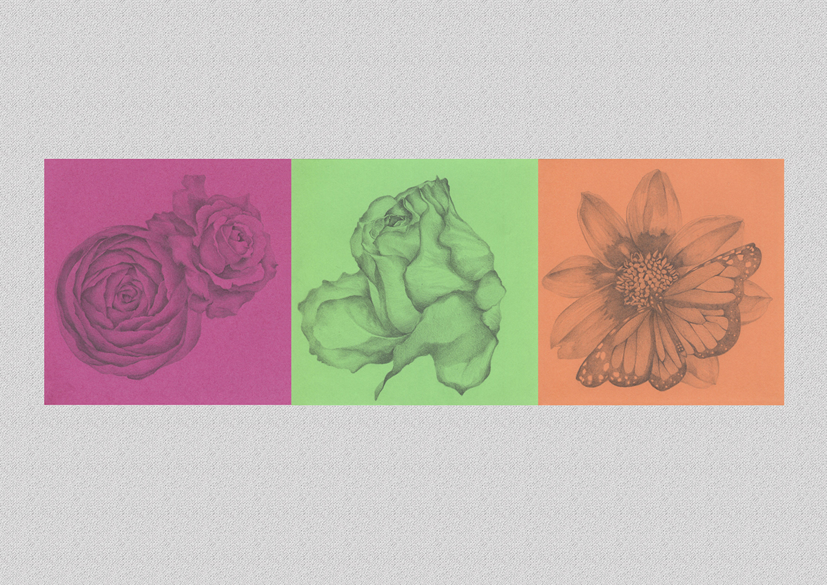 Flowers colors graphite paper botanicart pattern illustrations art design