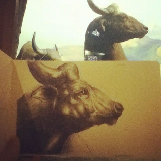 amnh natural history museum Nature taxidermy animals sketchbook Nature Studies nyc