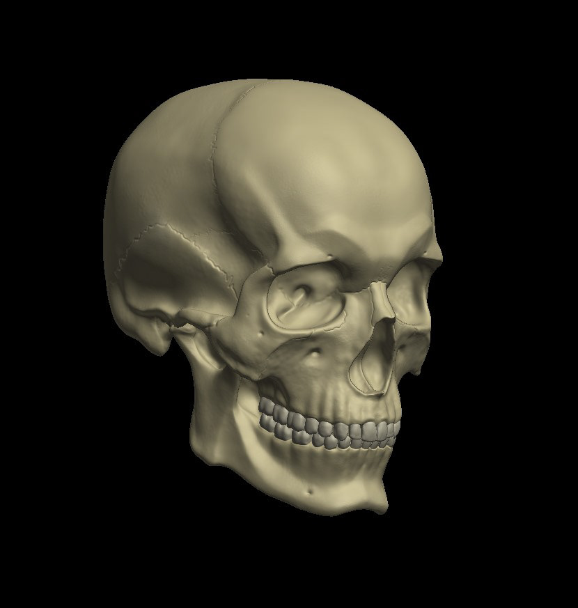 3D anatomy scull Zbrush
